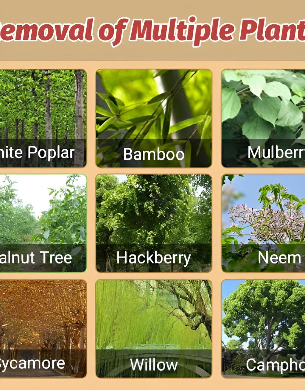 Cyclosinone Herbicide Granules | 🔥BUY 1 GET 1 FREE🔥